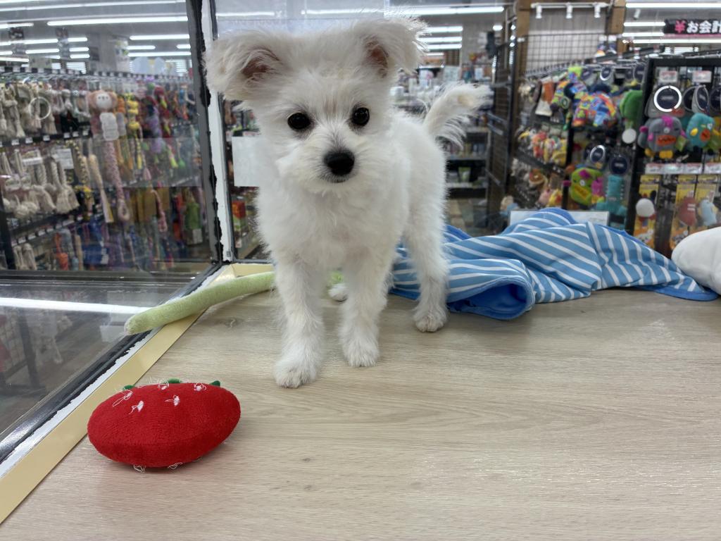 北海道のハーフ犬・ミックス犬 (ジャパンペッツトレーディング新発寒店/2026年4月3日生まれ/男の子/その他色)の子犬の3枚目の画像