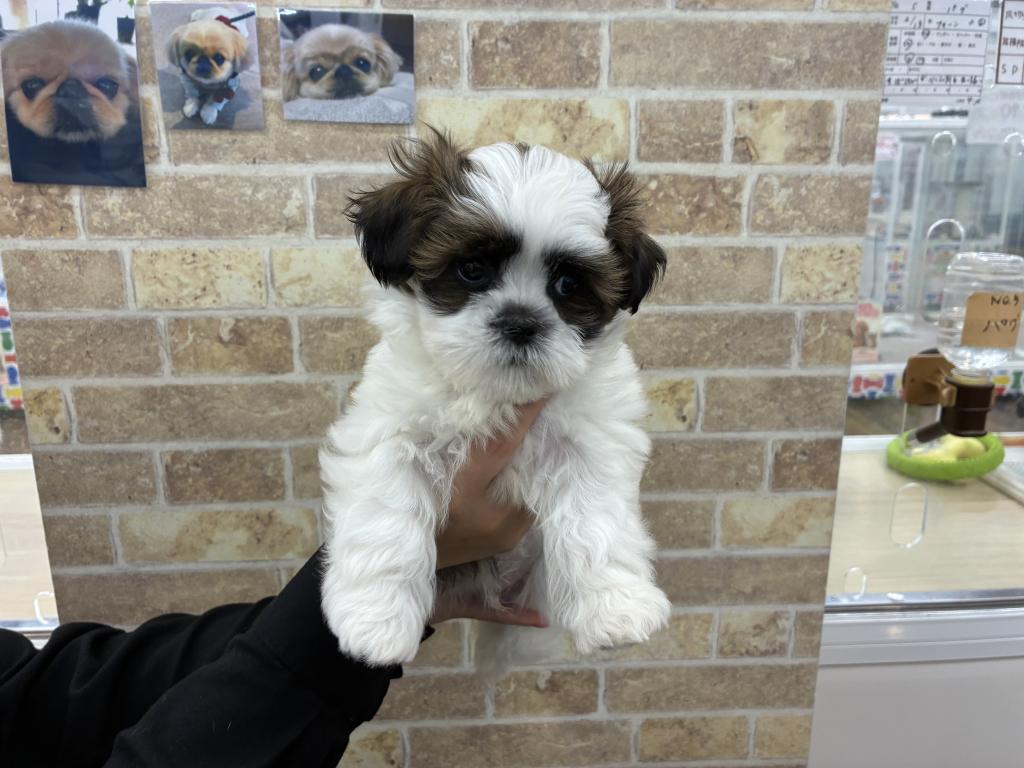 北海道のハーフ犬・ミックス犬 (ジャパンペッツトレーディング音更店/2026年3月20日生まれ/男の子/ゴールドホワイト)の子犬