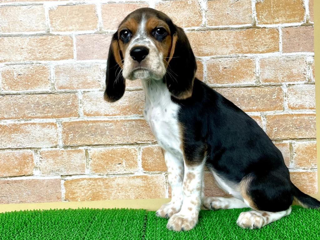 茨城県のビーグル (OneBuddyトモニー水戸店/2026年2月19日生まれ/女の子/ハウンドカラー)の子犬の4枚目の画像