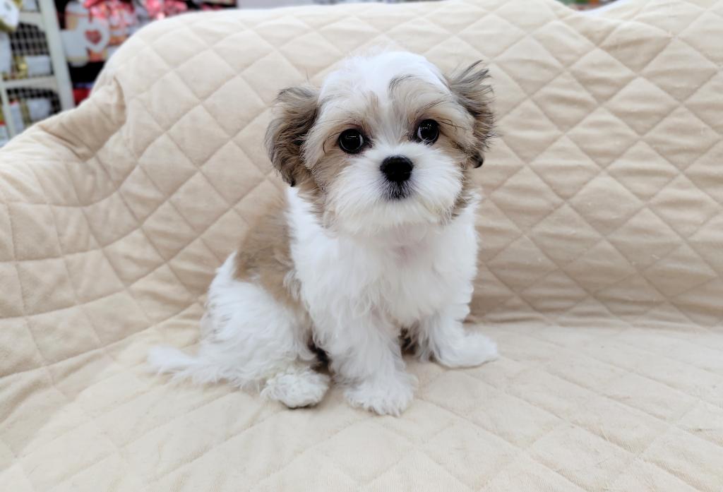 茨城県のハーフ犬・ミックス犬 (OneBuddyトモニー水戸店/2026年3月13日生まれ/男の子/ホワイトゴールド)の子犬の4枚目の画像