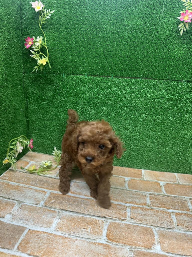 栃木県のトイプードル(トイ) (ペットアミ鹿沼店/2026年3月14日生まれ/女の子/レッド)の子犬の2枚目の画像