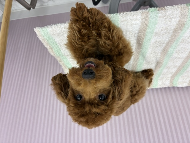 埼玉県のトイプードル(トイ) (OneBuddy南越谷店/2026年3月14日生まれ/女の子/レッド)の子犬の1枚目の画像