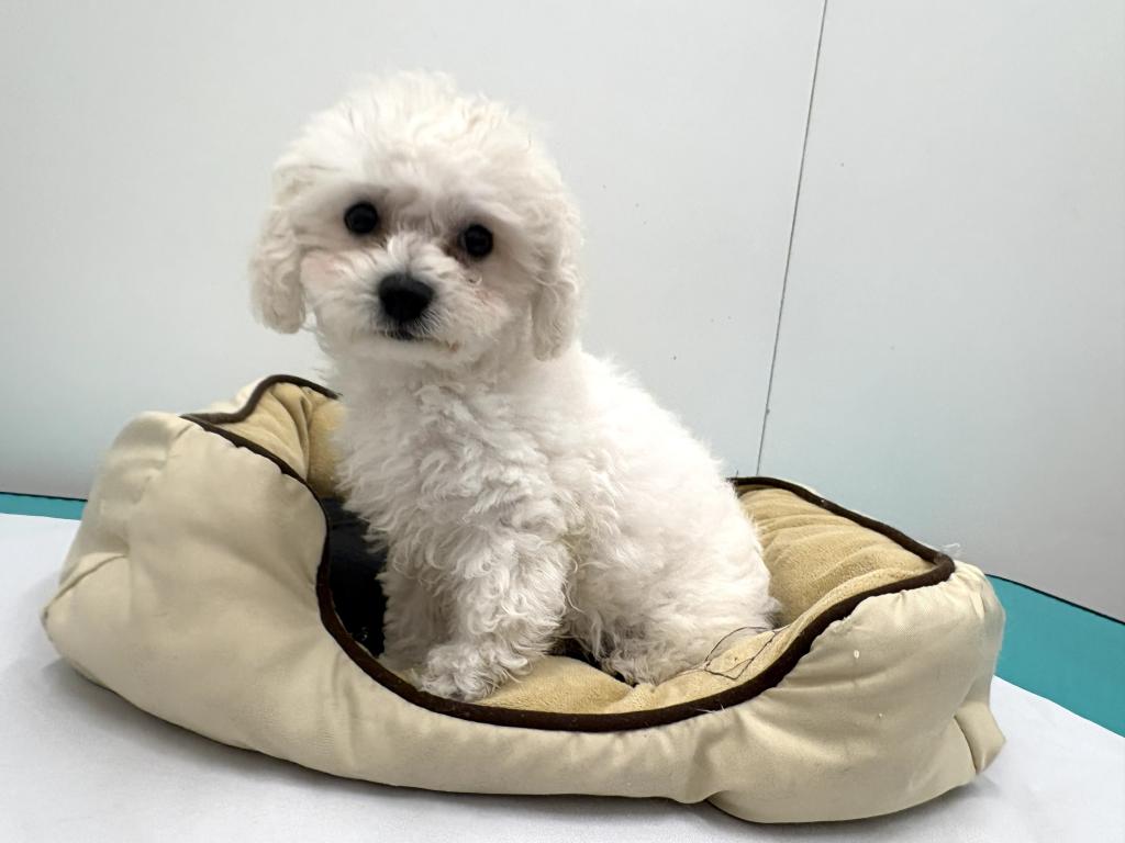 栃木県のハーフ犬・ミックス犬 (ペッツワン宇都宮平出店/2026年4月4日生まれ/男の子/その他色)の子犬の1枚目の画像
