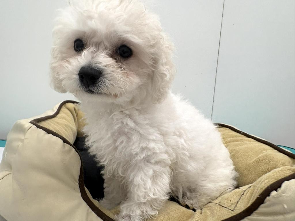 栃木県のハーフ犬・ミックス犬 (ペッツワン宇都宮平出店/2026年4月4日生まれ/男の子/その他色)の子犬の2枚目の画像