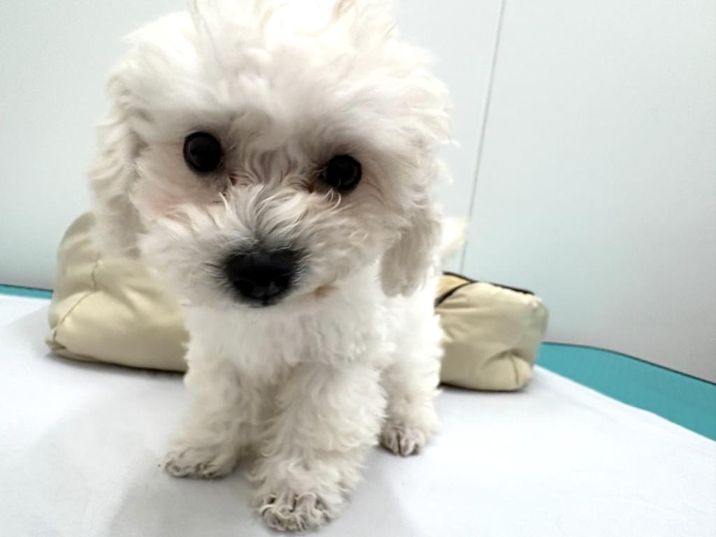 栃木県のハーフ犬・ミックス犬 (ペッツワン宇都宮平出店/2026年4月4日生まれ/男の子/その他色)の子犬の3枚目の画像
