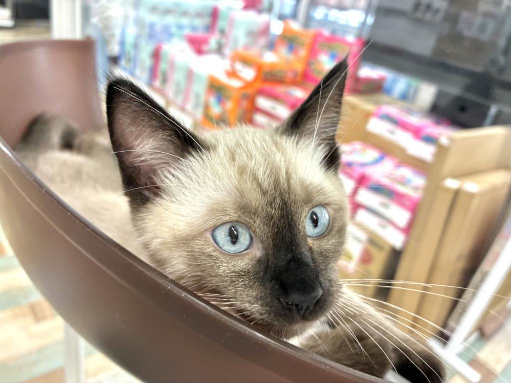北海道のトンキニーズ (ジャパンペッツトレーディング新発寒店/2026年3月15日生まれ/男の子/ナチュラルポイント)の子猫の3枚目の画像