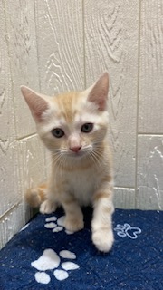 東京都のアメリカンショートヘアー (OneBuddy仙川店/2026年4月25日生まれ/男の子/レッドタビー)の子猫の1枚目の画像