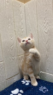 東京都のアメリカンショートヘアー (OneBuddy仙川店/2026年4月25日生まれ/男の子/レッドタビー)の子猫の3枚目の画像