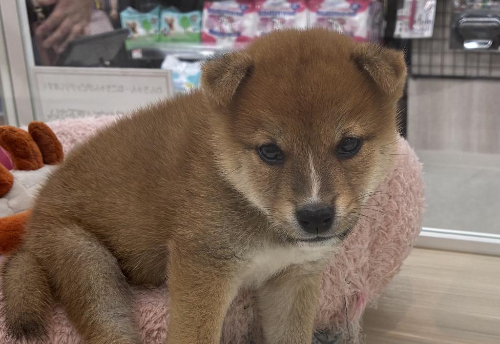 北海道の豆柴 (ジャパンペッツトレーディング釧路店/2026年6月21日生まれ/男の子/赤)の子犬