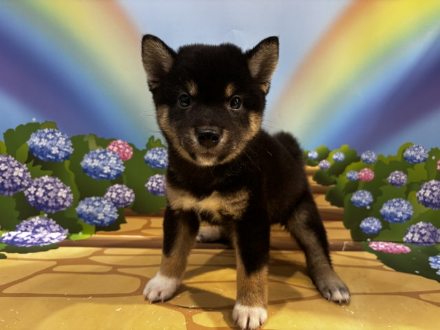 栃木県の柴犬(標準サイズ) (ペッツワン小山店/2026年5月17日生まれ/男の子/黒)の子犬の2枚目の画像