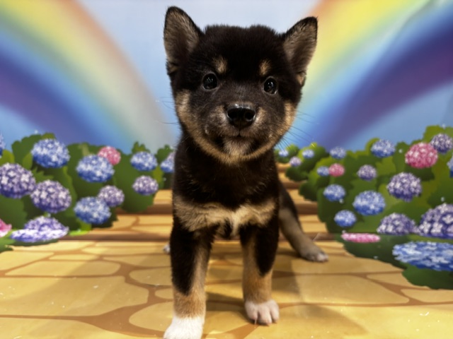 栃木県の柴犬(標準サイズ) (ペッツワン小山店/2026年5月17日生まれ/男の子/黒)の子犬の3枚目の画像