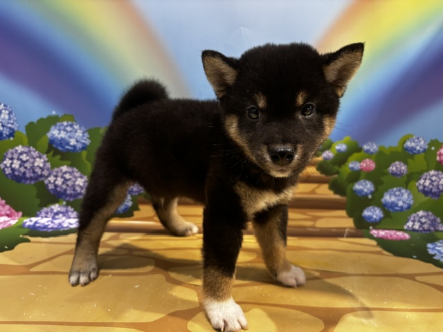 栃木県の柴犬(標準サイズ) (ペッツワン小山店/2026年5月17日生まれ/男の子/黒)の子犬の4枚目の画像