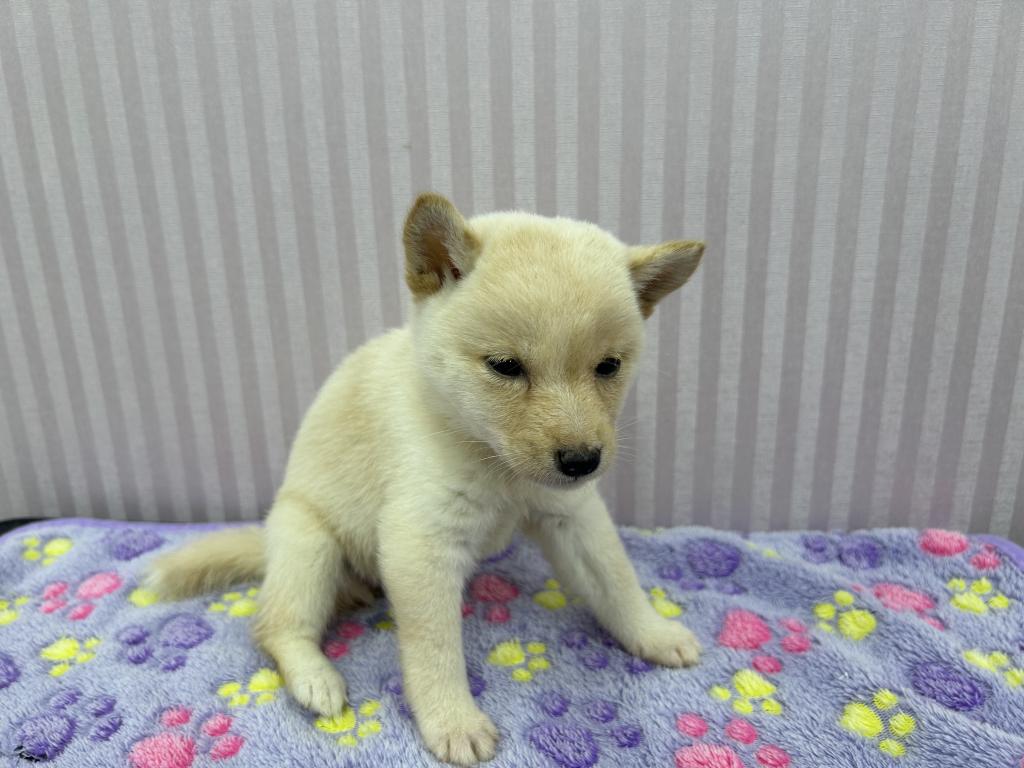 埼玉県の豆柴 (OneBuddy南越谷店/2026年5月15日生まれ/女の子/白)の子犬の2枚目の画像