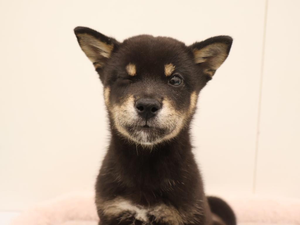 栃木県の豆柴 (ペッツワン宇都宮平出店/2026年5月15日生まれ/男の子/黒)の子犬の2枚目の画像