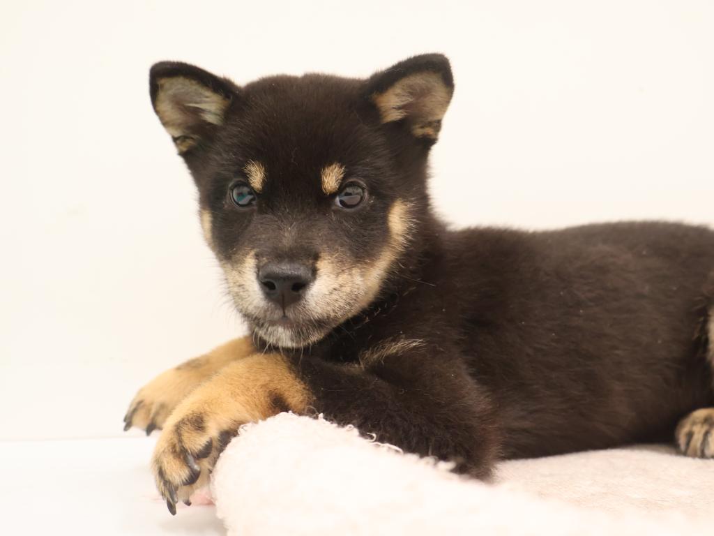 栃木県の豆柴 (ペッツワン宇都宮平出店/2026年5月15日生まれ/男の子/黒)の子犬の3枚目の画像