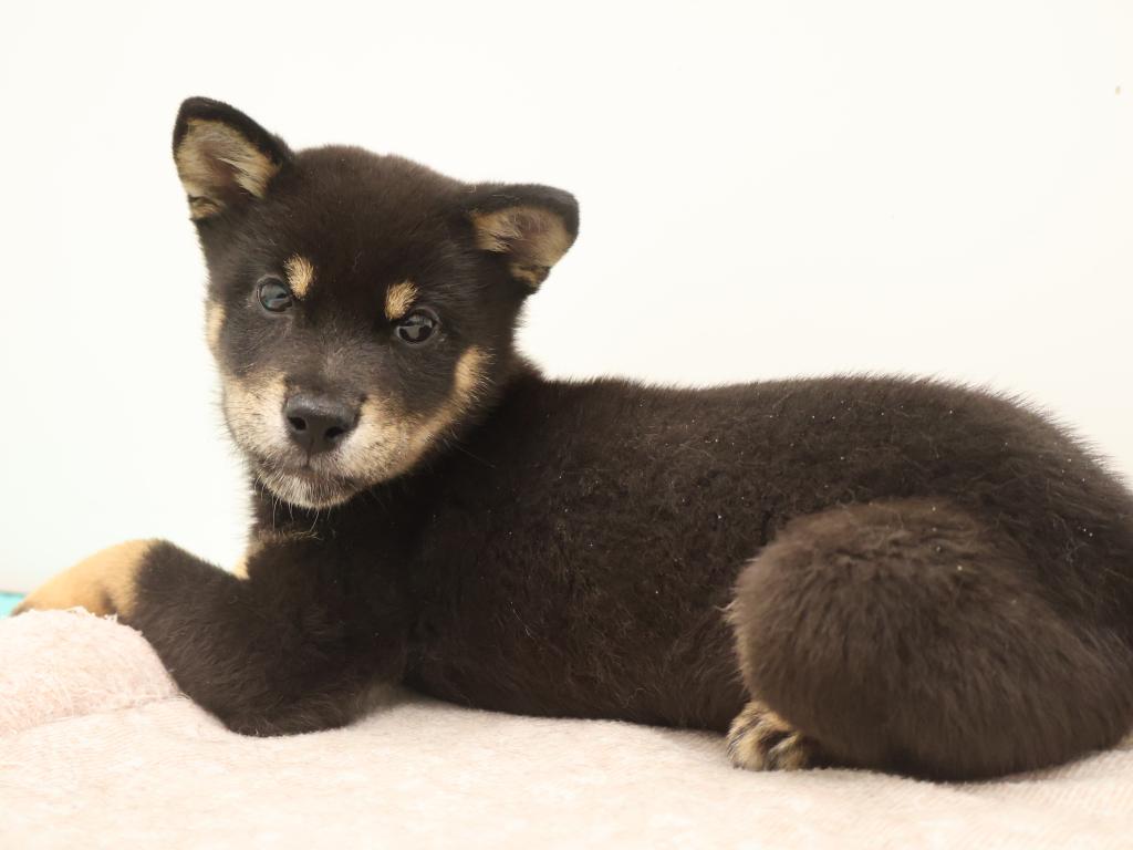栃木県の豆柴 (ペッツワン宇都宮平出店/2026年5月15日生まれ/男の子/黒)の子犬の4枚目の画像