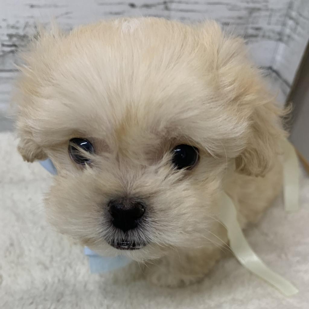 群馬県のハーフ犬・ミックス犬 (ディスワン伊勢崎茂呂店/2026年6月27日生まれ/男の子/アプリコット)の子犬の1枚目の画像