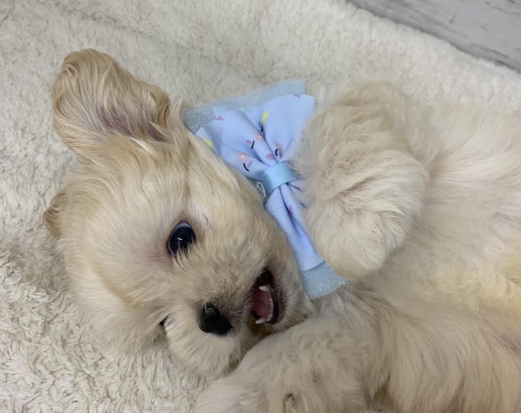 群馬県のハーフ犬・ミックス犬 (ディスワン伊勢崎茂呂店/2026年6月27日生まれ/男の子/アプリコット)の子犬の2枚目の画像