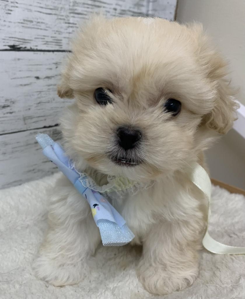 群馬県のハーフ犬・ミックス犬 (ディスワン伊勢崎茂呂店/2026年6月27日生まれ/男の子/アプリコット)の子犬の3枚目の画像