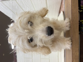 千葉県のハーフ犬・ミックス犬 (ペッツワン富津店/2026年5月18日生まれ/男の子/クリーム)の子犬の1枚目の画像