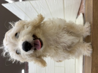 千葉県のハーフ犬・ミックス犬 (ペッツワン富津店/2026年5月18日生まれ/男の子/クリーム)の子犬の2枚目の画像