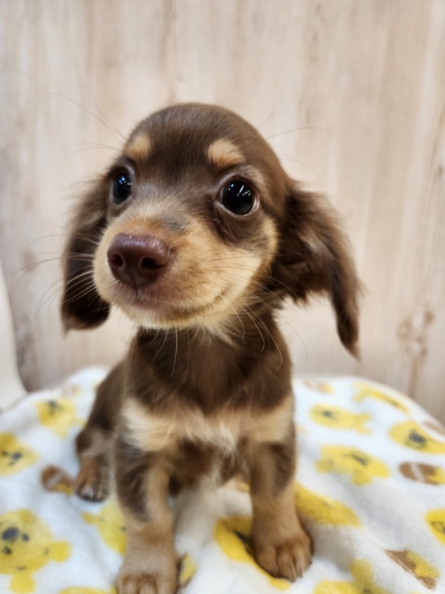 埼玉県のハーフ犬・ミックス犬 (OneDo吹上店/2026年8月1日生まれ/男の子/その他色)の子犬の1枚目の画像
