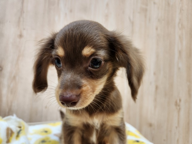 埼玉県のハーフ犬・ミックス犬 (OneDo吹上店/2026年8月1日生まれ/男の子/その他色)の子犬の2枚目の画像