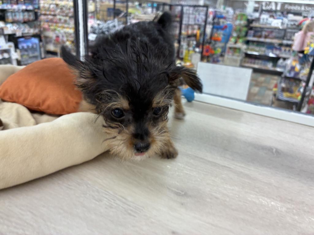 北海道のハーフ犬・ミックス犬 (ジャパンペッツトレーディング新発寒店/2026年6月19日生まれ/女の子/ブラックタンホワイト)の子犬の2枚目の画像