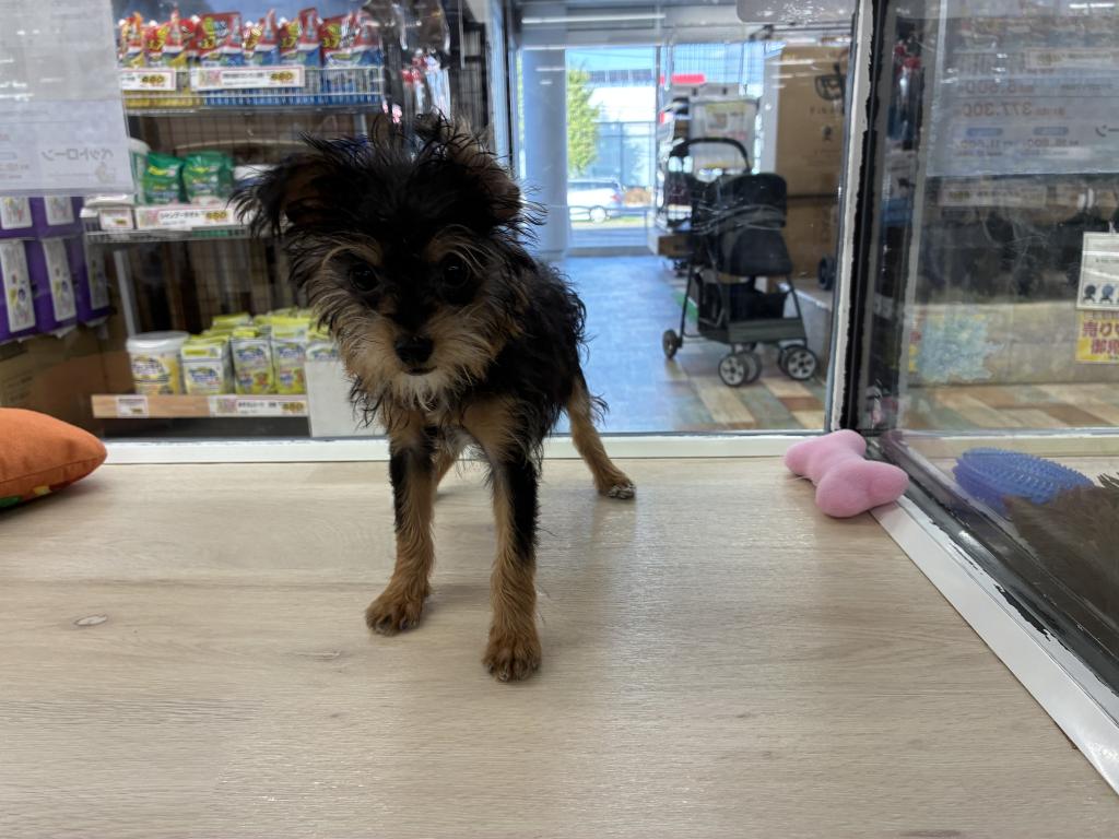 北海道のハーフ犬・ミックス犬 (ジャパンペッツトレーディング新発寒店/2026年6月19日生まれ/女の子/ブラックタンホワイト)の子犬の3枚目の画像
