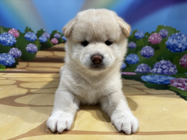 栃木県の豆柴 (ペッツワン小山店/2026年5月14日生まれ/女の子/白)の子犬の1枚目の画像