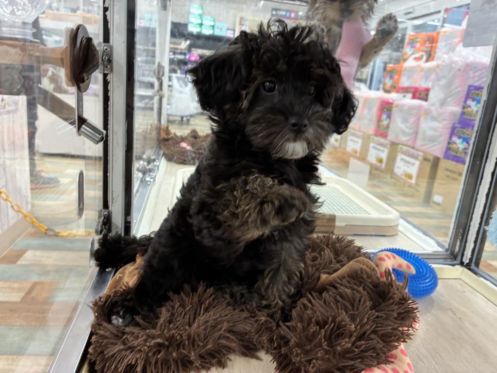 北海道のハーフ犬・ミックス犬 (ジャパンペッツトレーディング新発寒店/2026年7月11日生まれ/女の子/ブリンドル)の子犬の2枚目の画像