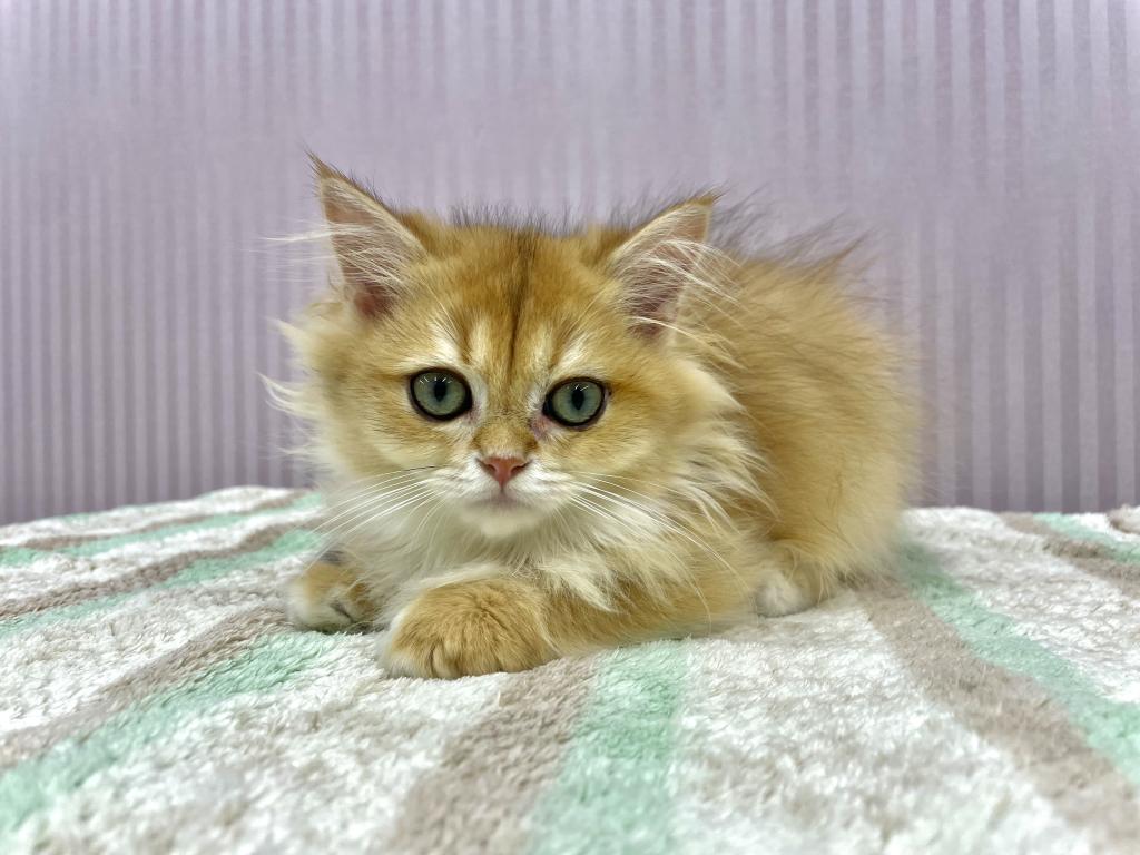 埼玉県のブリティッシュロングヘアー (OneBuddy南越谷店/2026年5月1日生まれ/男の子/ゴールデン)の子猫の2枚目の画像