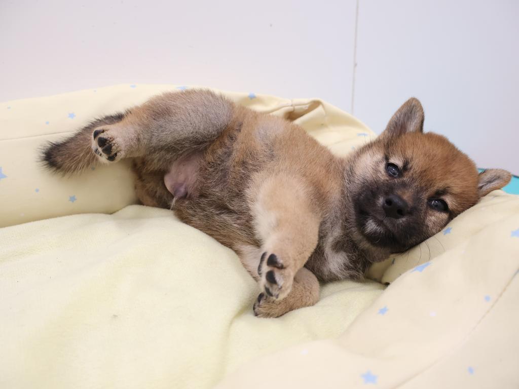 栃木県の柴犬(標準サイズ) (ペッツワン宇都宮平出店/2026年7月11日生まれ/男の子/赤)の子犬の1枚目の画像