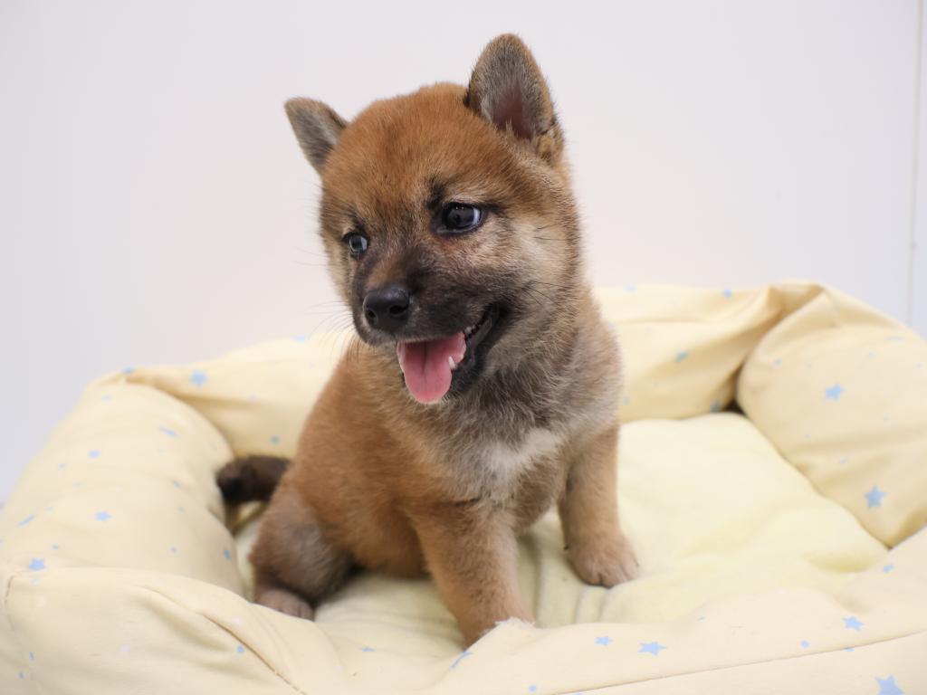 栃木県の柴犬(標準サイズ) (ペッツワン宇都宮平出店/2026年7月11日生まれ/男の子/赤)の子犬の2枚目の画像