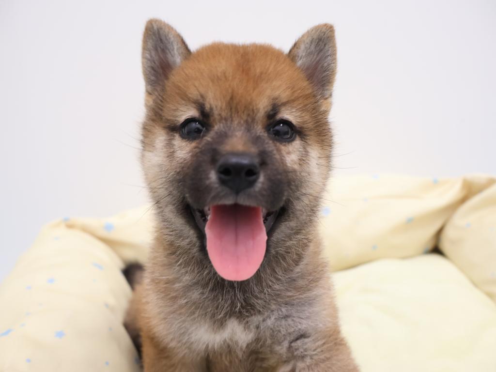 栃木県の柴犬(標準サイズ) (ペッツワン宇都宮平出店/2026年7月11日生まれ/男の子/赤)の子犬の3枚目の画像