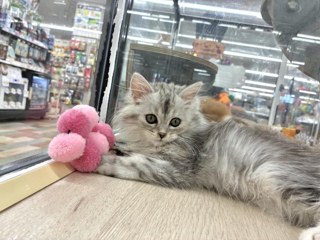 北海道のマンチカン (ジャパンペッツトレーディング新発寒店/2026年7月10日生まれ/女の子/シルバータビー)の子猫の2枚目の画像