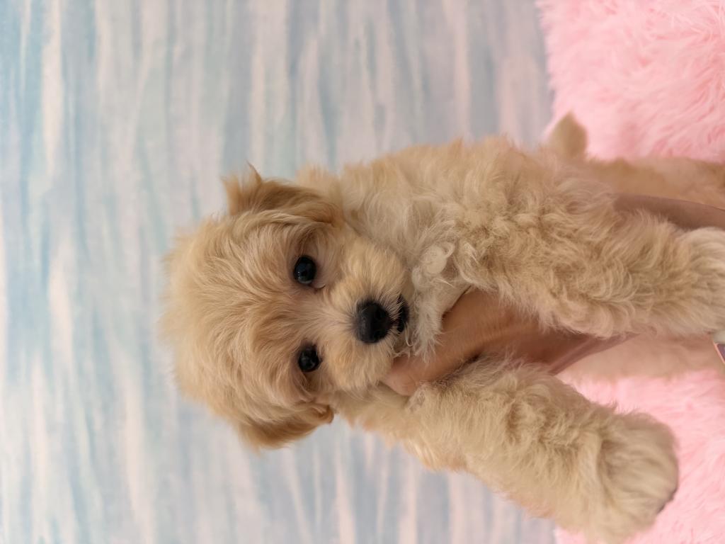 2026年6月20日生まれのハーフ犬・ミックス犬