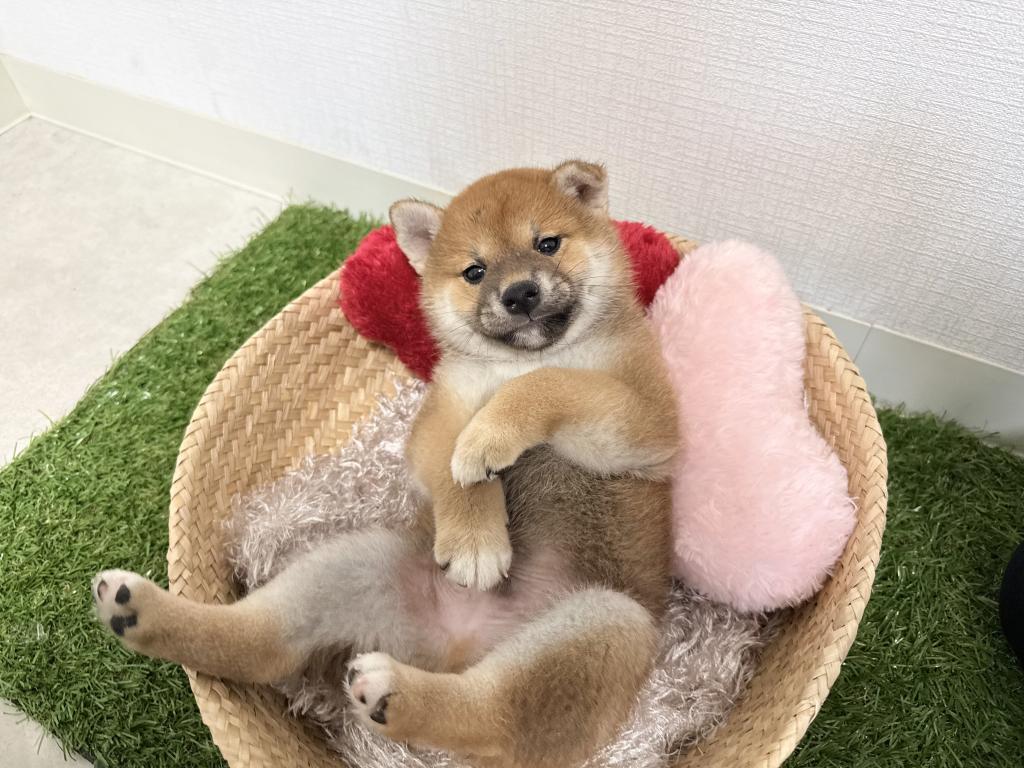 茨城県の柴犬(標準サイズ) (OneBuddy常陸大宮店/2026年5月8日生まれ/男の子/赤)の子犬の2枚目の画像
