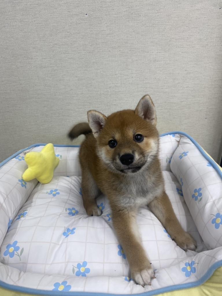 茨城県の柴犬(標準サイズ) (ペットアミ鹿嶋店/2026年5月8日生まれ/男の子/赤)の子犬の3枚目の画像