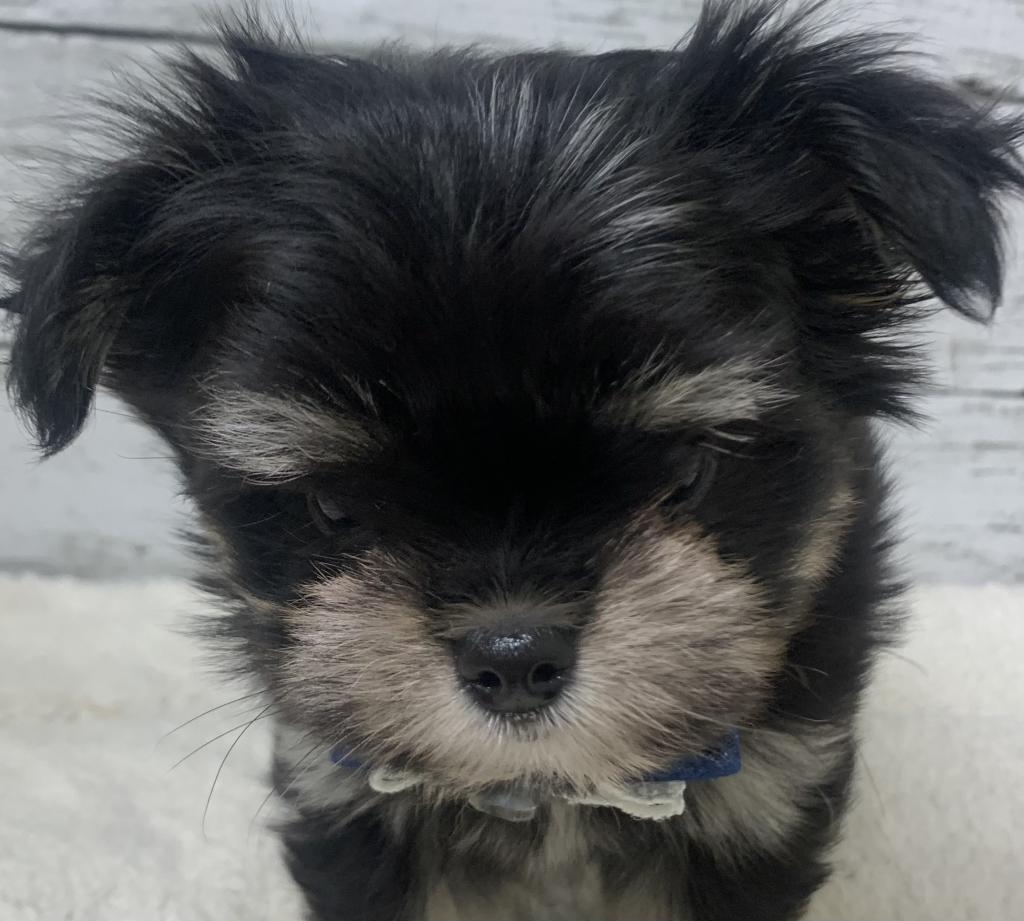 群馬県のハーフ犬・ミックス犬 (ディスワン伊勢崎茂呂店/2026年5月7日生まれ/女の子/ブラックタン)の子犬の1枚目の画像