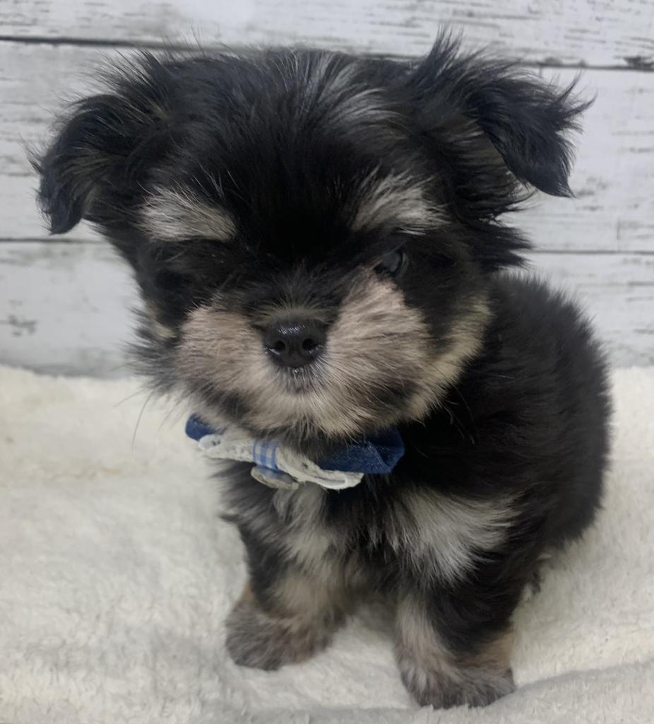 群馬県のハーフ犬・ミックス犬 (ディスワン伊勢崎茂呂店/2026年5月7日生まれ/女の子/ブラックタン)の子犬の3枚目の画像