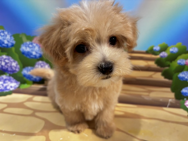 栃木県のハーフ犬・ミックス犬 (ペッツワン小山店/2026年5月1日生まれ/男の子/その他色)の子犬の1枚目の画像