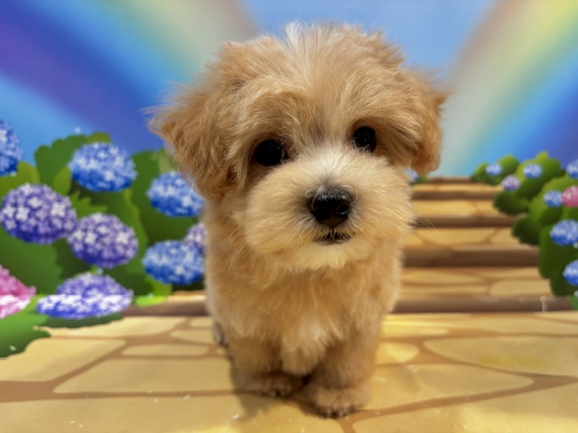 栃木県のハーフ犬・ミックス犬 (ペッツワン小山店/2026年5月1日生まれ/男の子/その他色)の子犬の2枚目の画像