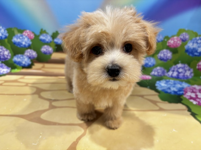 栃木県のハーフ犬・ミックス犬 (ペッツワン小山店/2026年5月1日生まれ/男の子/その他色)の子犬の3枚目の画像