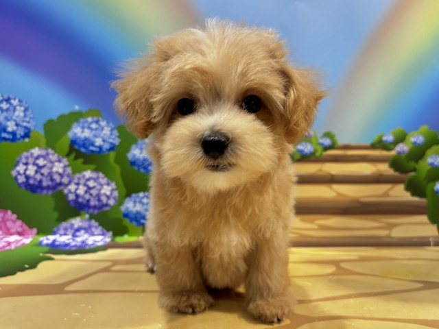 栃木県のハーフ犬・ミックス犬 (ペッツワン小山店/2026年5月1日生まれ/男の子/その他色)の子犬の4枚目の画像