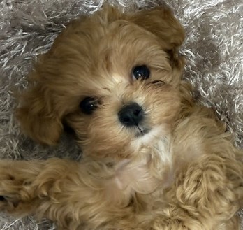 茨城県のハーフ犬・ミックス犬 (ペットアミ桜川店/2026年5月10日生まれ/男の子/アプリコット)の子犬
