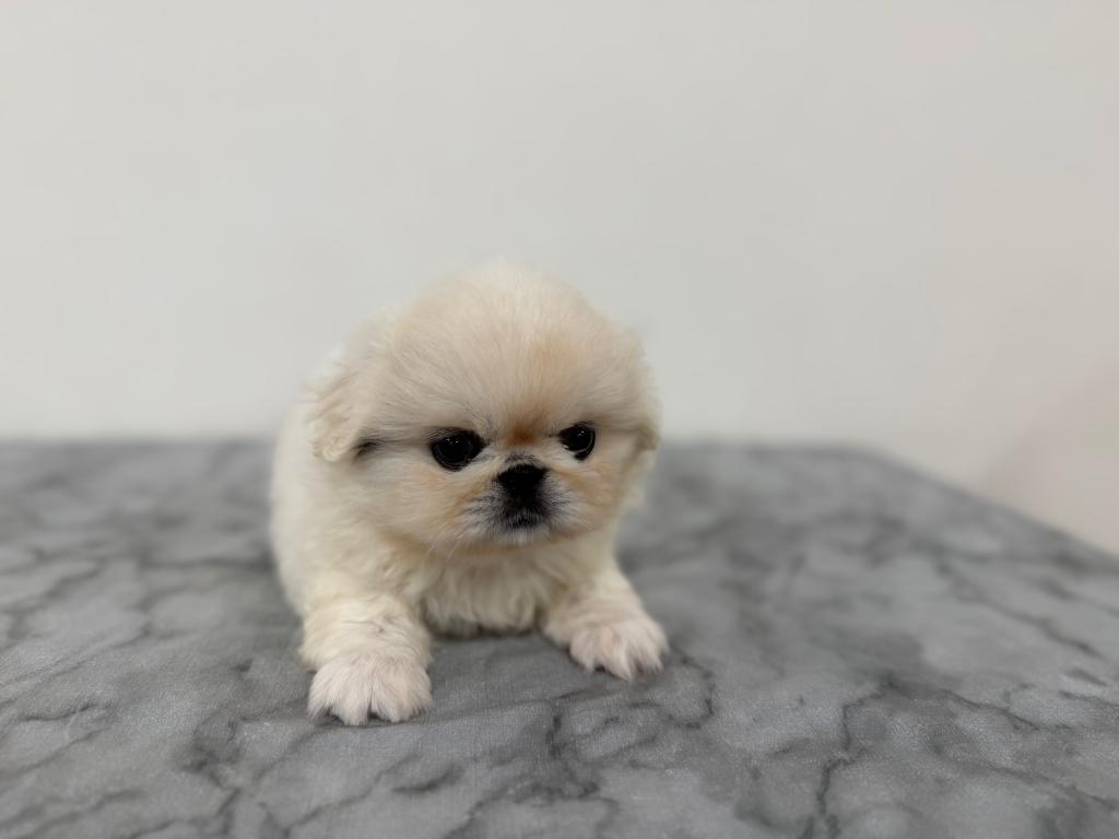 茨城県のペキニーズ (OneBuddy古河店/2026年4月18日生まれ/女の子/ホワイト)の子犬