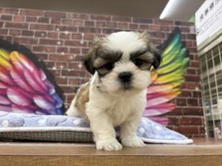 千葉県のハーフ犬・ミックス犬 (ペッツワン富津店/2026年4月18日生まれ/女の子/ホワイトゴールド)の子犬
