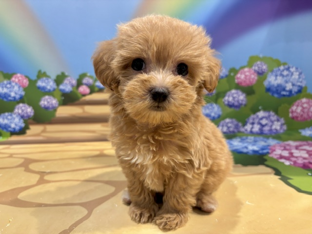 栃木県のハーフ犬・ミックス犬 (ペッツワン小山店/2026年5月1日生まれ/女の子/その他色)の子犬の2枚目の画像