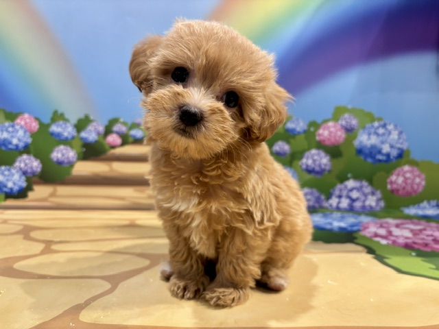 栃木県のハーフ犬・ミックス犬 (ペッツワン小山店/2026年5月1日生まれ/女の子/その他色)の子犬の3枚目の画像